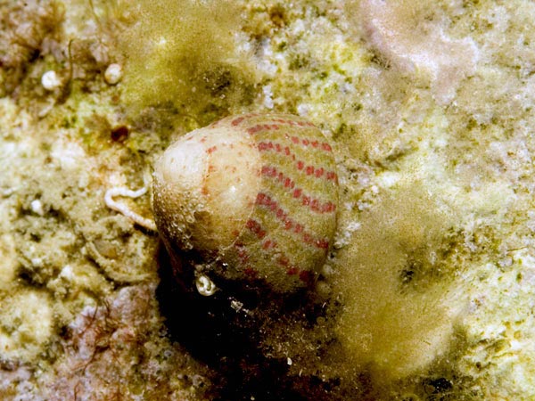 Gibbula divaricata